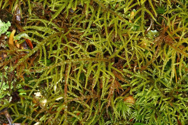 Hylocomiastrum umbratum